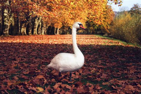 Geese Amidst Autumn Landscape! Exploring Subtle Brushstrokes and Ethereal Beauty in This Masterpiece